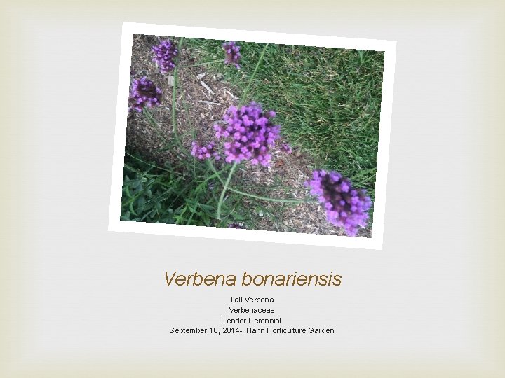 Verbena bonariensis Tall Verbenaceae Tender Perennial September 10, 2014 - Hahn Horticulture Garden 