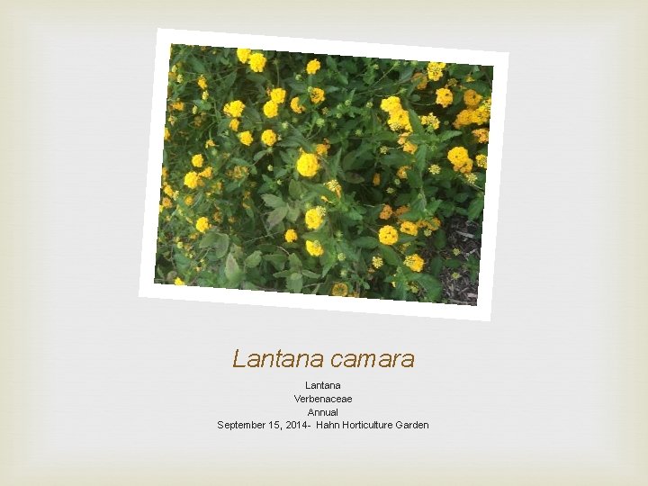 Lantana camara Lantana Verbenaceae Annual September 15, 2014 - Hahn Horticulture Garden 