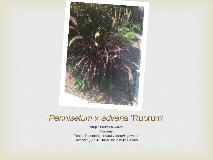 Pennisetum x advena ‘Rubrum’ Purple Fountain Grass Poaceae Tender Perennial; naturally occurring hybrid October