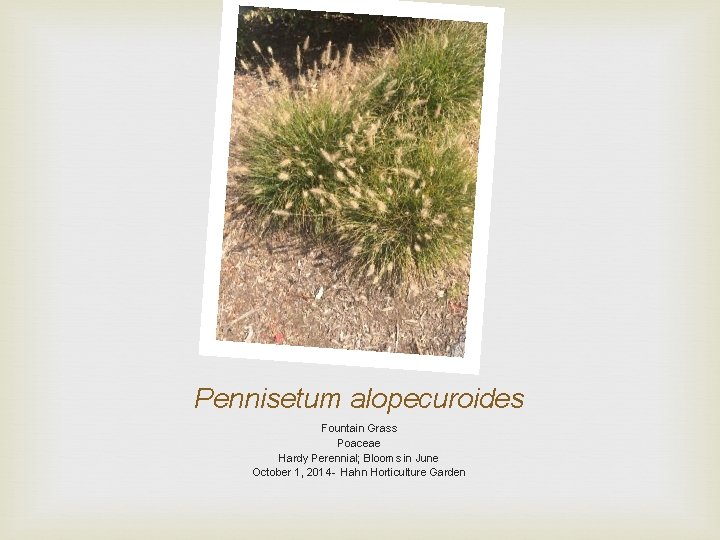 Pennisetum alopecuroides Fountain Grass Poaceae Hardy Perennial; Blooms in June October 1, 2014 -