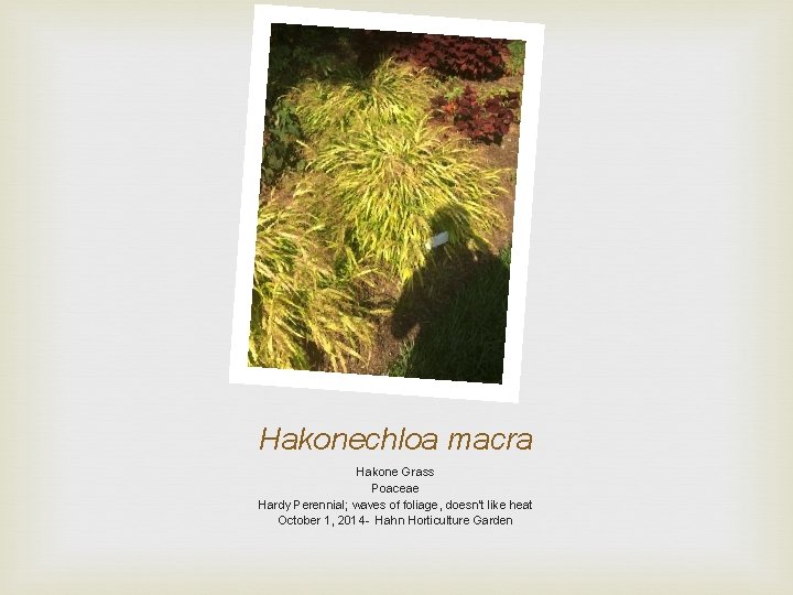 Hakonechloa macra Hakone Grass Poaceae Hardy Perennial; waves of foliage, doesn’t like heat October