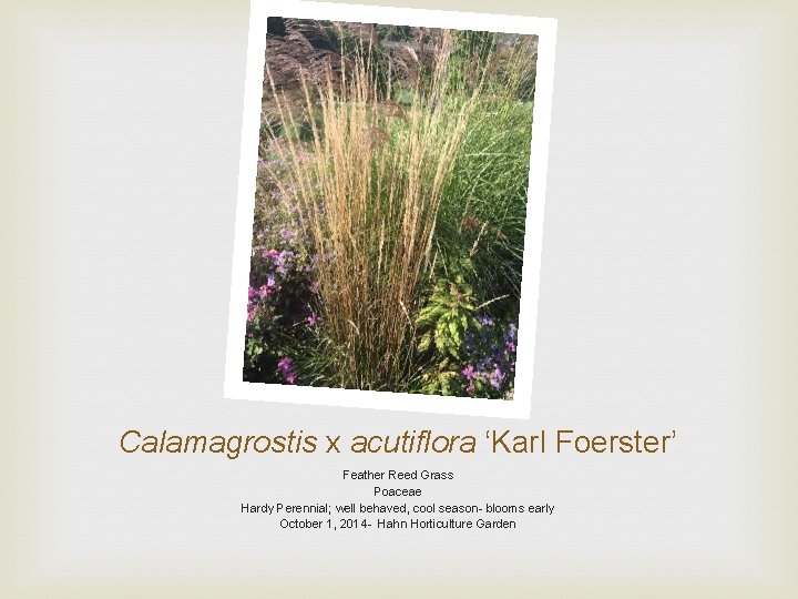 Calamagrostis x acutiflora ‘Karl Foerster’ Feather Reed Grass Poaceae Hardy Perennial; well behaved, cool