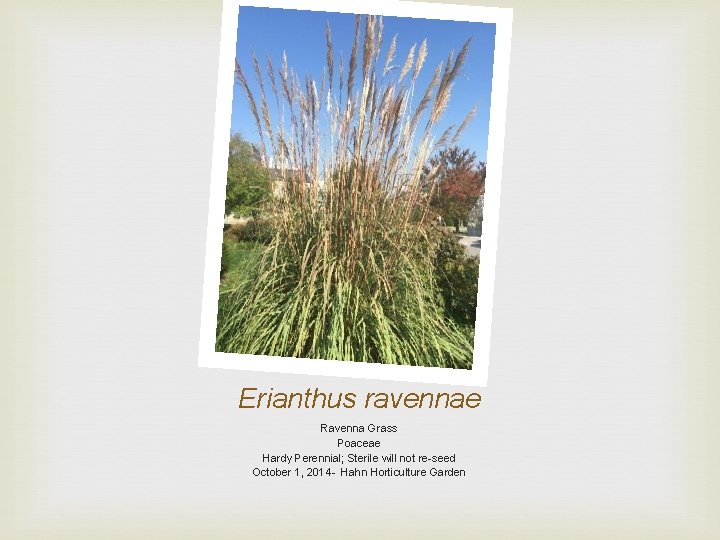Erianthus ravennae Ravenna Grass Poaceae Hardy Perennial; Sterile will not re-seed October 1, 2014