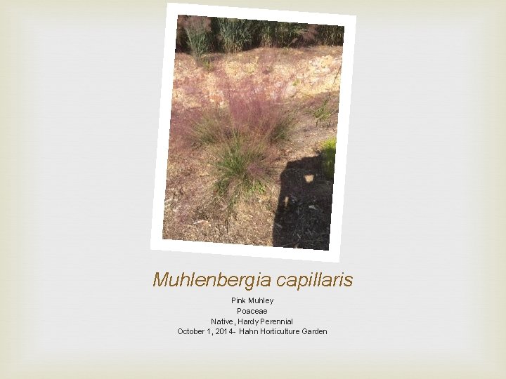 Muhlenbergia capillaris Pink Muhley Poaceae Native, Hardy Perennial October 1, 2014 - Hahn Horticulture