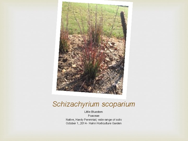 Schizachyrium scoparium Little Bluestem Poaceae Native, Hardy Perennial; wide range of soils October 1,