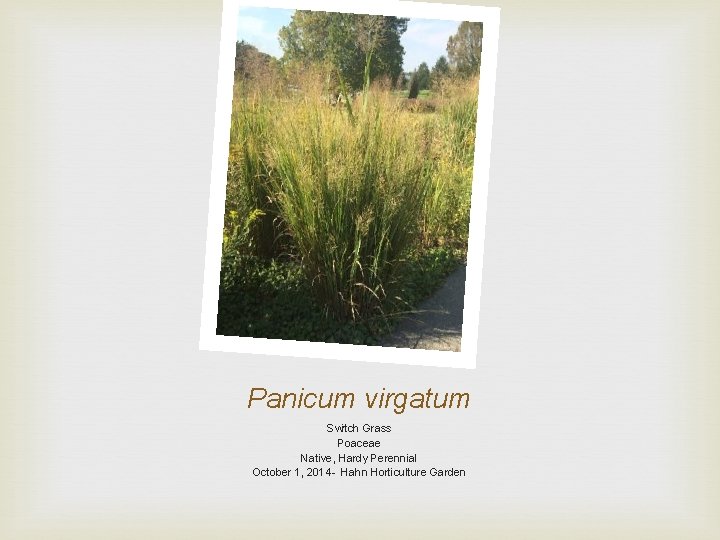 Panicum virgatum Switch Grass Poaceae Native, Hardy Perennial October 1, 2014 - Hahn Horticulture