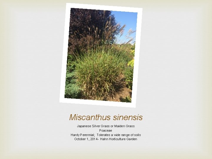 Miscanthus sinensis Japanese Silver Grass or Maiden Grass Poaceae Hardy Perennial; Tolerates a wide