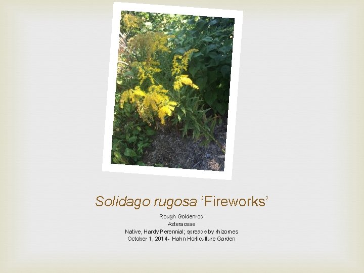 Solidago rugosa ‘Fireworks’ Rough Goldenrod Asteraceae Native, Hardy Perennial; spreads by rhizomes October 1,