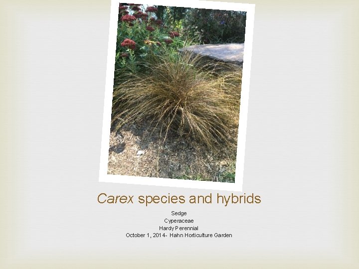 Carex species and hybrids Sedge Cyperaceae Hardy Perennial October 1, 2014 - Hahn Horticulture