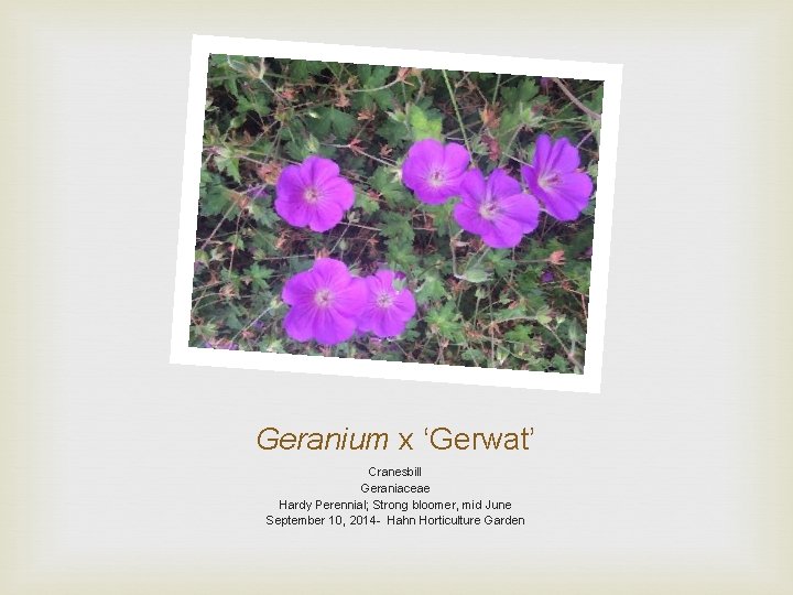 Geranium x ‘Gerwat’ Cranesbill Geraniaceae Hardy Perennial; Strong bloomer, mid June September 10, 2014