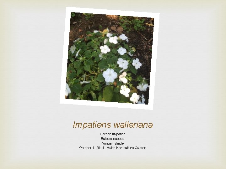 Impatiens walleriana Garden Impatien Balsaminaceae Annual; shade October 1, 2014 - Hahn Horticulture Garden