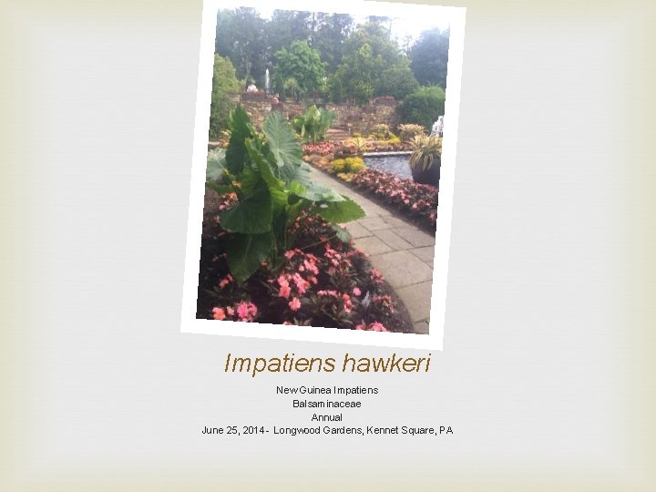 Impatiens hawkeri New Guinea Impatiens Balsaminaceae Annual June 25, 2014 - Longwood Gardens, Kennet