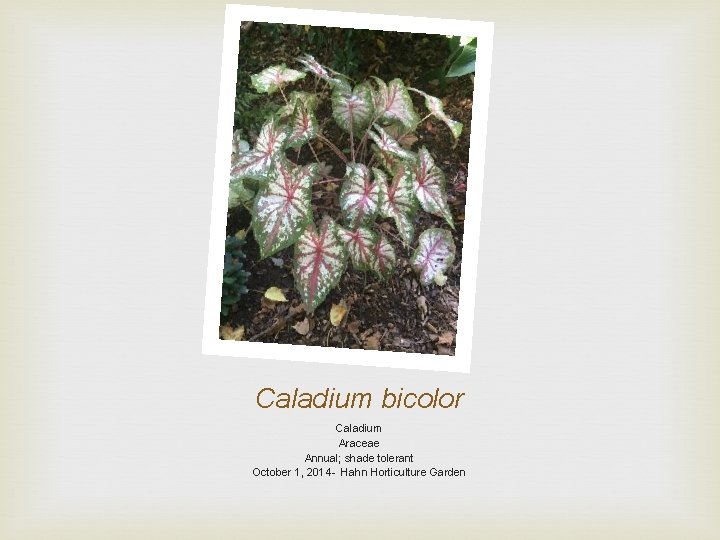 Caladium bicolor Caladium Araceae Annual; shade tolerant October 1, 2014 - Hahn Horticulture Garden