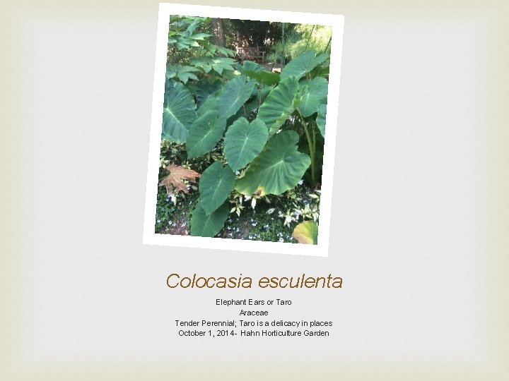 Colocasia esculenta Elephant Ears or Taro Araceae Tender Perennial; Taro is a delicacy in