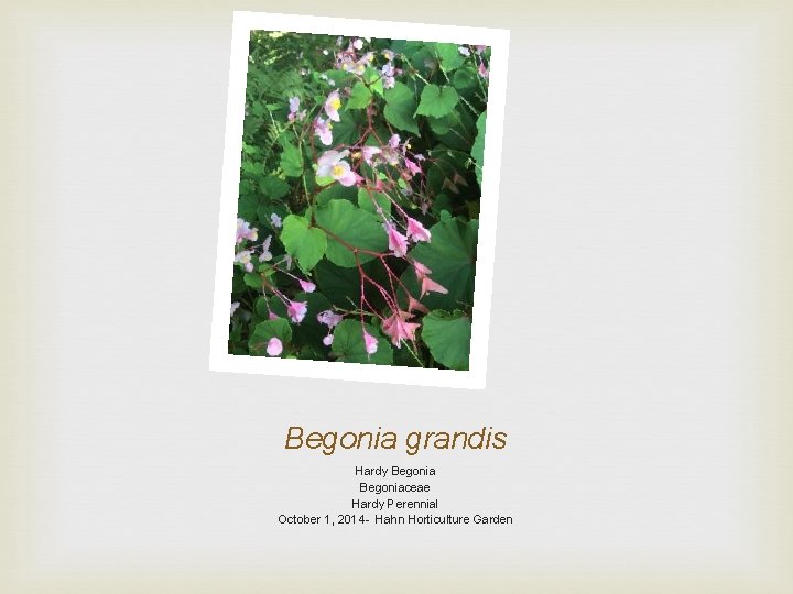 Begonia grandis Hardy Begoniaceae Hardy Perennial October 1, 2014 - Hahn Horticulture Garden 