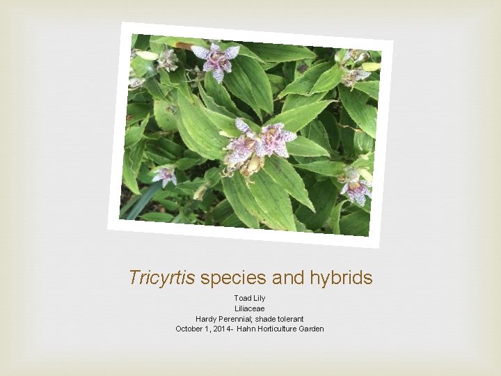 Tricyrtis species and hybrids Toad Lily Liliaceae Hardy Perennial; shade tolerant October 1, 2014