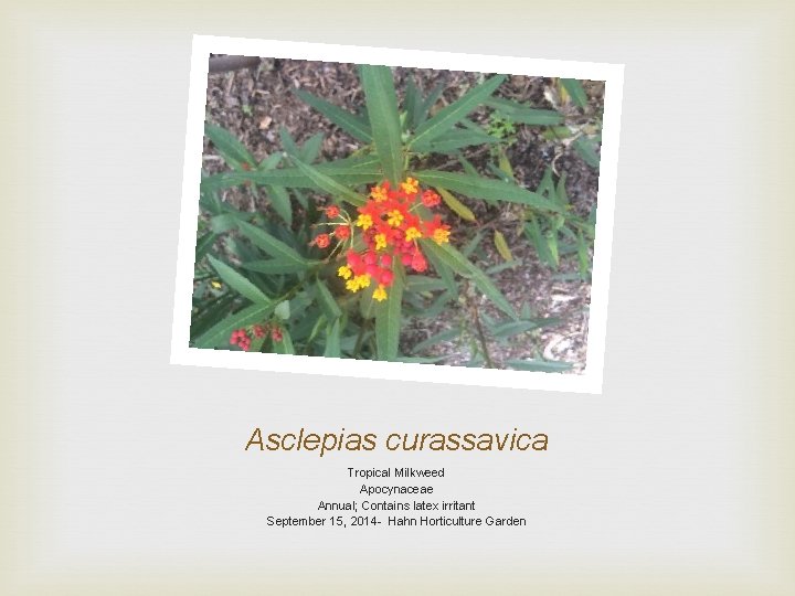 Asclepias curassavica Tropical Milkweed Apocynaceae Annual; Contains latex irritant September 15, 2014 - Hahn