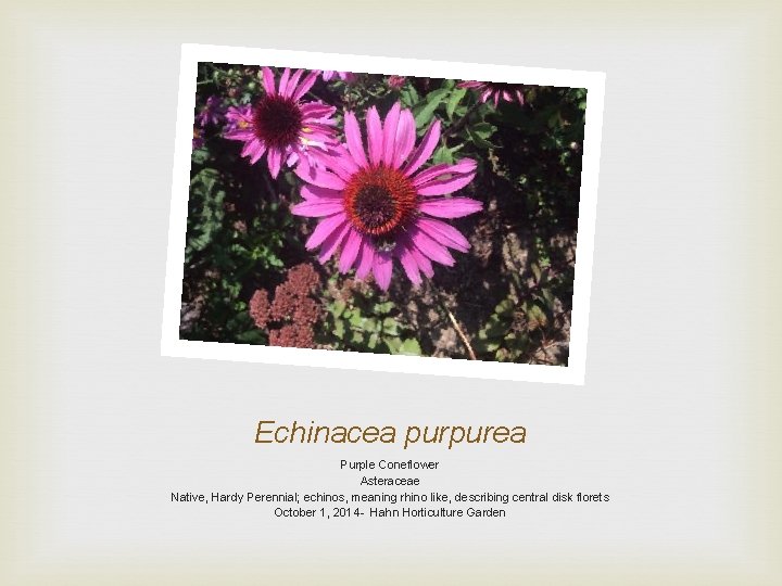 Echinacea purpurea Purple Coneflower Asteraceae Native, Hardy Perennial; echinos, meaning rhino like, describing central