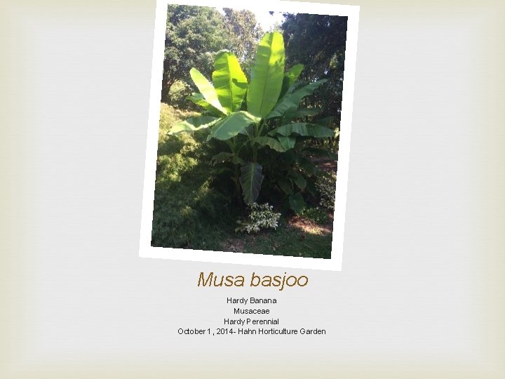 Musa basjoo Hardy Banana Musaceae Hardy Perennial October 1, 2014 - Hahn Horticulture Garden