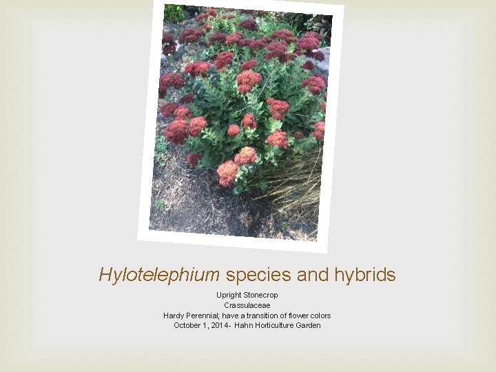 Hylotelephium species and hybrids Upright Stonecrop Crassulaceae Hardy Perennial; have a transition of flower