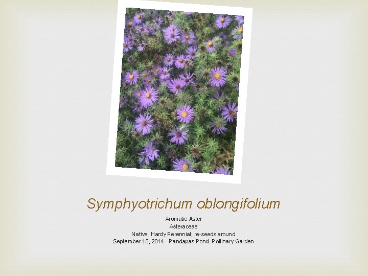Symphyotrichum oblongifolium Aromatic Asteraceae Native, Hardy Perennial; re-seeds around September 15, 2014 - Pandapas