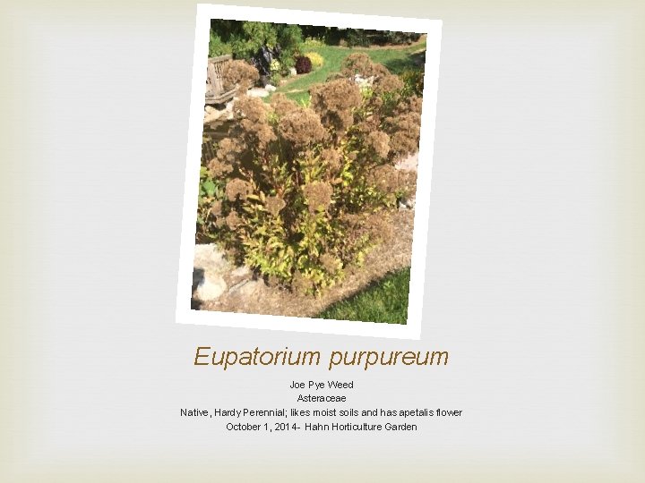 Eupatorium purpureum Joe Pye Weed Asteraceae Native, Hardy Perennial; likes moist soils and has