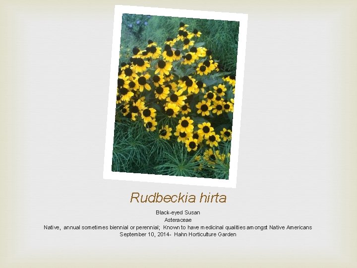 Rudbeckia hirta Black-eyed Susan Asteraceae Native, annual sometimes biennial or perennial; Known to have