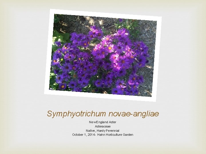 Symphyotrichum novae-angliae New England Asteraceae Native, Hardy Perennial October 1, 2014 - Hahn Horticulture