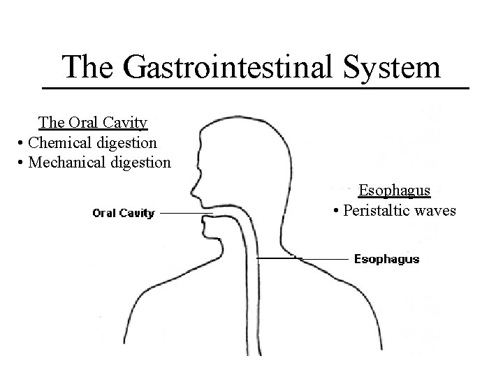 The Gastrointestinal System The Oral Cavity • Chemical digestion • Mechanical digestion Esophagus •