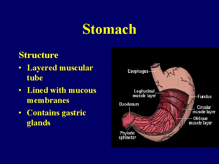 Stomach Structure • Layered muscular tube • Lined with mucous membranes • Contains gastric