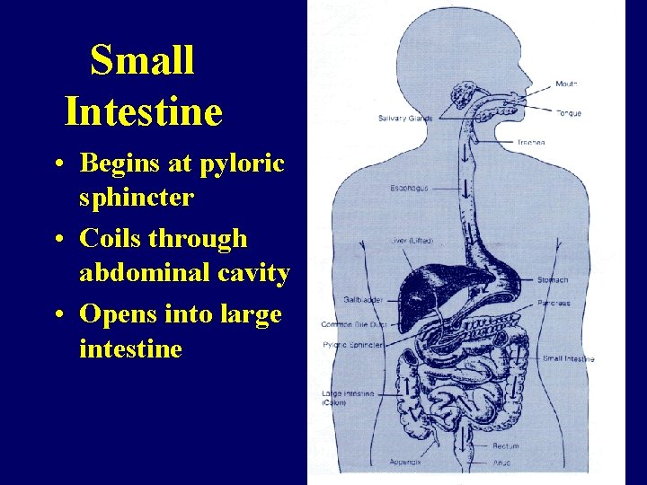 Small Intestine • Begins at pyloric sphincter • Coils through abdominal cavity • Opens