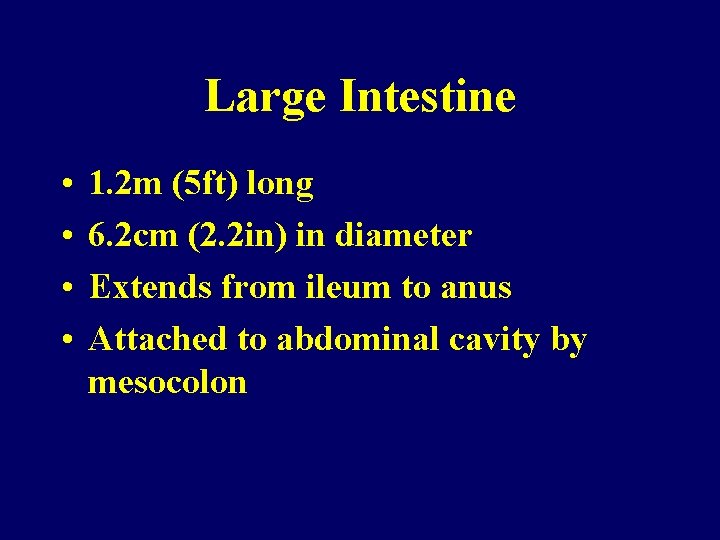 Large Intestine • • 1. 2 m (5 ft) long 6. 2 cm (2.