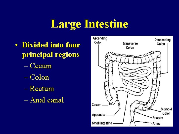 Large Intestine • Divided into four principal regions – Cecum – Colon – Rectum