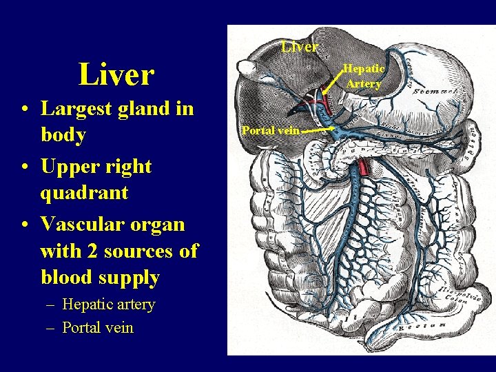 Liver • Largest gland in body • Upper right quadrant • Vascular organ with