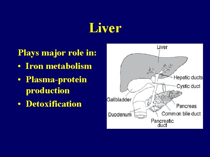 Liver Plays major role in: • Iron metabolism • Plasma-protein production • Detoxification 