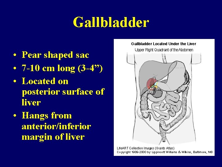 Gallbladder • Pear shaped sac • 7 -10 cm long (3 -4”) • Located