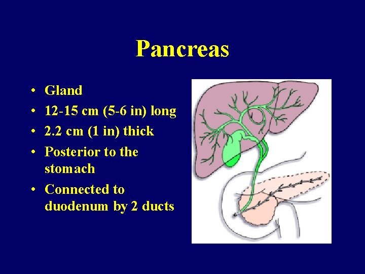 Pancreas • • Gland 12 -15 cm (5 -6 in) long 2. 2 cm