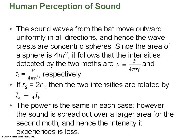 Human Perception of Sound • The sound waves from the bat move outward uniformly