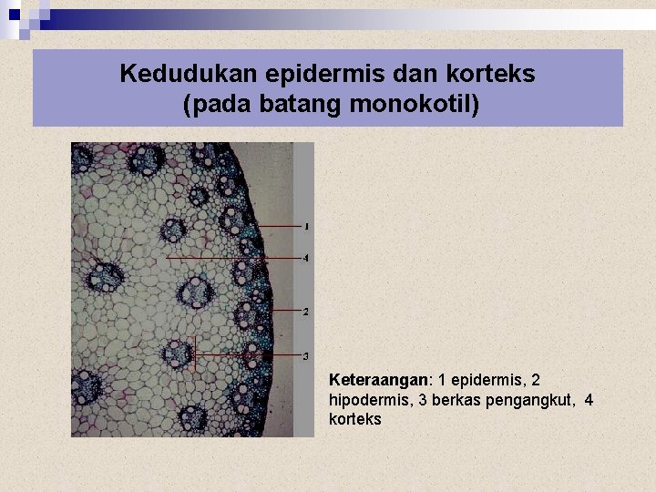 Kedudukan epidermis dan korteks (pada batang monokotil) Keteraangan: 1 epidermis, 2 hipodermis, 3 berkas