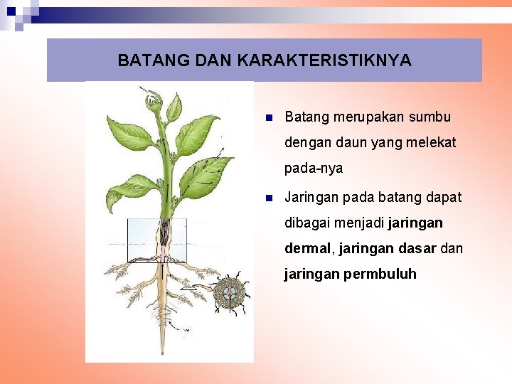 BATANG DAN KARAKTERISTIKNYA n Batang merupakan sumbu dengan daun yang melekat pada-nya n Jaringan