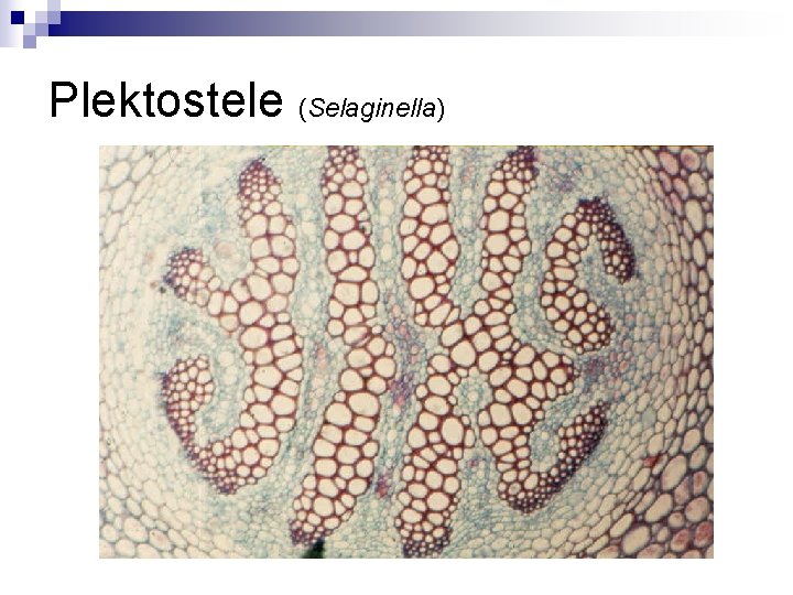 Plektostele (Selaginella) 