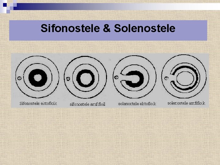 Sifonostele & Solenostele 