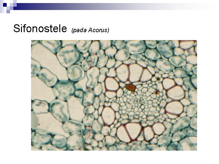 Sifonostele (pada Acorus) 