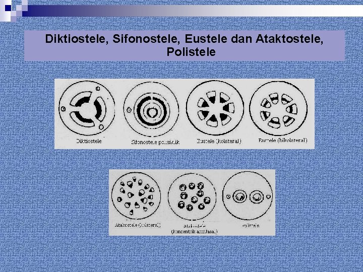 Diktiostele, Sifonostele, Eustele dan Ataktostele, Polistele 