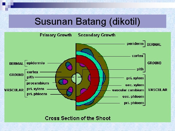 Susunan Batang (dikotil) 