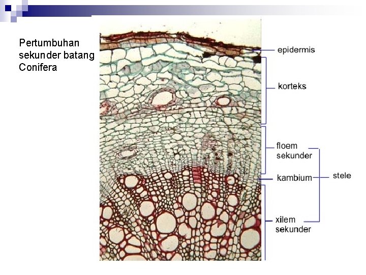 Pertumbuhan sekunder batang Conifera 