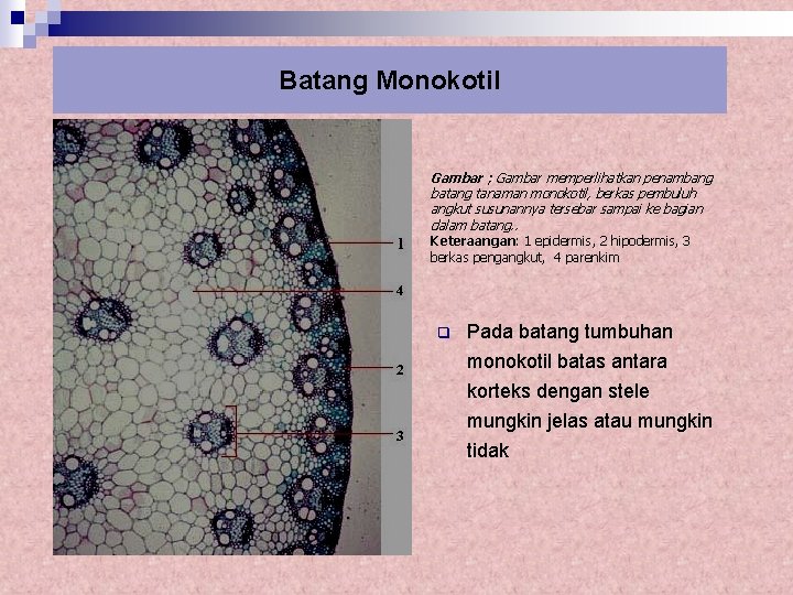 Batang Monokotil Gambar ; Gambar memperlihatkan penambang batang tanaman monokotil, berkas pembuluh angkut susunannya