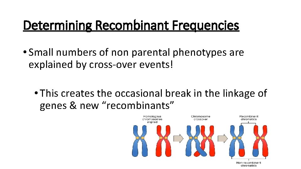 Determining Recombinant Frequencies • Small numbers of non parental phenotypes are explained by cross-over