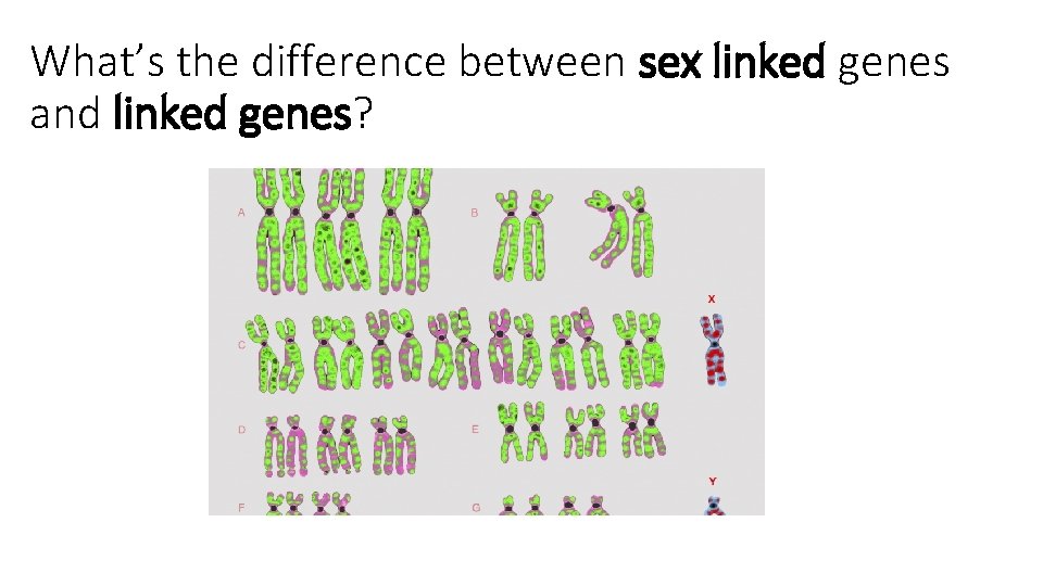 What’s the difference between sex linked genes and linked genes? 