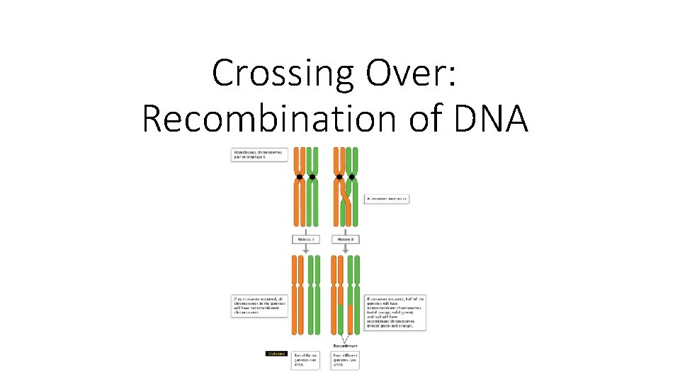 Crossing Over: Recombination of DNA 